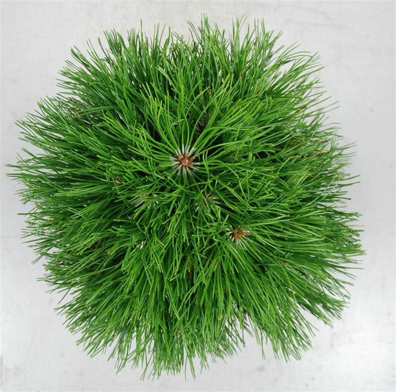 Pinus nigra Bambino - 40 CM Stem C12
